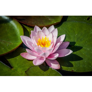 НИМФЕЯ ПРУДОВАЯ МАДАМ ( РОЗОВАЯ ) - Nymphaea madam