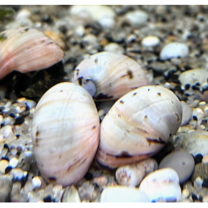 УЛИТКА БЕЛУГА (БЕЛАЯ КАСКА) НЕРЕТИНА - Neritina pulligera