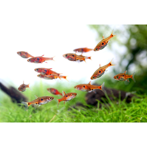 РАСБОРА ЗЕМЛЯНИЧНАЯ - Boraras naevus