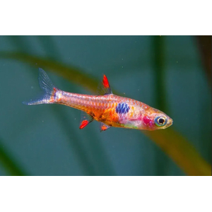 РАСБОРА ЗЕМЛЯНИЧНАЯ - Boraras naevus