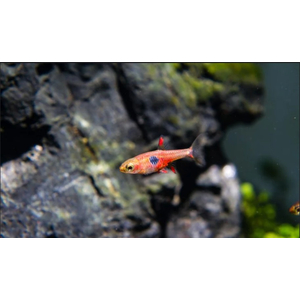 РАСБОРА ЗЕМЛЯНИЧНАЯ - Boraras naevus