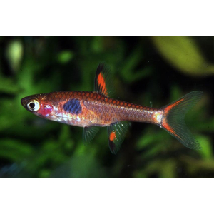 РАСБОРА ЗЕМЛЯНИЧНАЯ - Boraras naevus