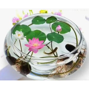 ​Лотос орехоносный (лат. Nelumbo nucifera)