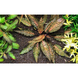 КРИПТОКОРИНА НУРИ - Cryptocoryne nurii