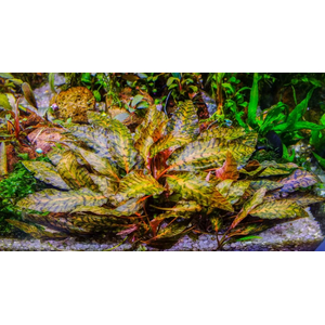 КРИПТОКОРИНА НУРИ - Cryptocoryne nurii