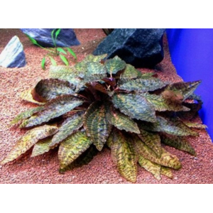 КРИПТОКОРИНА НУРИ - Cryptocoryne nurii