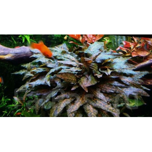 КРИПТОКОРИНА НУРИ - Cryptocoryne nurii