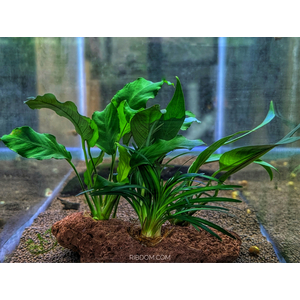 КОМПОЗИЦИЯ НА ЛАВЕ L ( 3 растения )