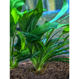 КОМПОЗИЦИЯ НА ЛАВЕ L ( 3 растения )