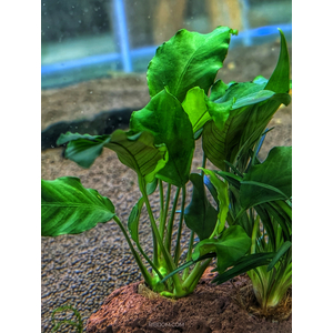 КОМПОЗИЦИЯ НА ЛАВЕ L ( 3 растения )