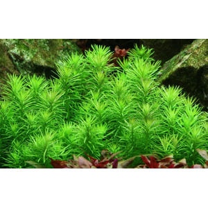 ПОГОСТЕМОН ЭРЕКТУС - Pogostemon erectus