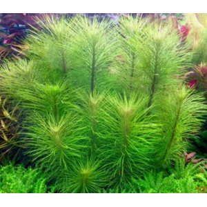 ПОГОСТЕМОН ЭРЕКТУС - Pogostemon erectus