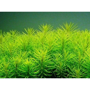 ПОГОСТЕМОН ЭРЕКТУС - Pogostemon erectus