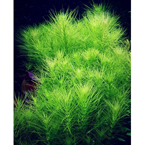 ПОГОСТЕМОН ЭРЕКТУС - Pogostemon erectus