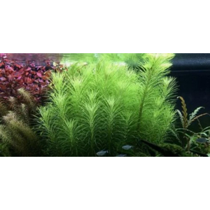 ПОГОСТЕМОН ЭРЕКТУС - Pogostemon erectus