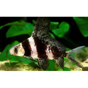 Myxocyprinus asiaticus — латинское название чукучана-парусника (китайского чукучана, миксоципринуса азиатикуса). Это пресноводная лучеперая рыба из семейства Чукучановые. В народе чукучана называют по-разному: миксоциприн, рыба-фрегат или просто парусник.