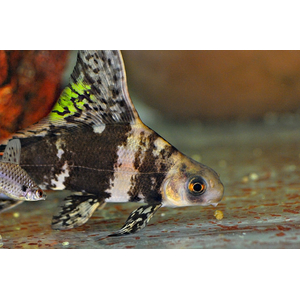 Myxocyprinus asiaticus — латинское название чукучана-парусника (китайского чукучана, миксоципринуса азиатикуса). Это пресноводная лучеперая рыба из семейства Чукучановые. В народе чукучана называют по-разному: миксоциприн, рыба-фрегат или просто парусник.