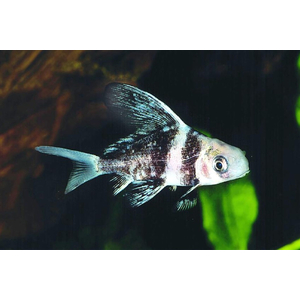 Myxocyprinus asiaticus — латинское название чукучана-парусника (китайского чукучана, миксоципринуса азиатикуса). Это пресноводная лучеперая рыба из семейства Чукучановые. В народе чукучана называют по-разному: миксоциприн, рыба-фрегат или просто парусник.