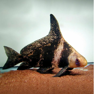 Myxocyprinus asiaticus — латинское название чукучана-парусника (китайского чукучана, миксоципринуса азиатикуса). Это пресноводная лучеперая рыба из семейства Чукучановые. В народе чукучана называют по-разному: миксоциприн, рыба-фрегат или просто парусник.