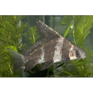 Myxocyprinus asiaticus — латинское название чукучана-парусника (китайского чукучана, миксоципринуса азиатикуса). Это пресноводная лучеперая рыба из семейства Чукучановые. В народе чукучана называют по-разному: миксоциприн, рыба-фрегат или просто парусник.