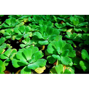 Пистия телорезовидная (Pistia stratiotes)