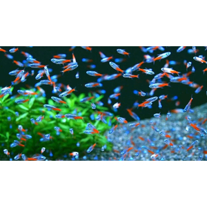 Неон голубой - Paracheirodon innesi var. “Blue” — это не просто рыбка, это самый популярный и узнаваемый обитатель домашних водоемов. Стайка неонов, снующих среди зелени, создает завораживающее зрелище благодаря своей уникальной, светящейся бирюзово-голубой полосе.