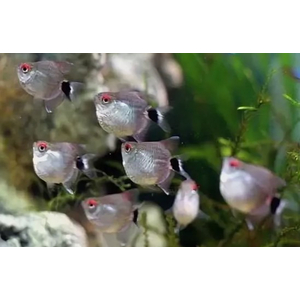 Филомена красноглазая баллон или дисковая (Moenkhausia sanctaefilomenae)