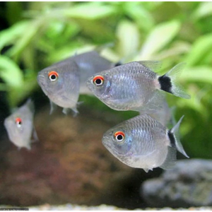 Филомена красноглазая баллон или дисковая (Moenkhausia sanctaefilomenae)