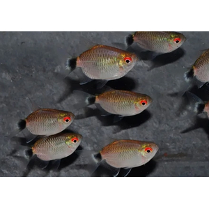 Филомена красноглазая баллон или дисковая (Moenkhausia sanctaefilomenae)