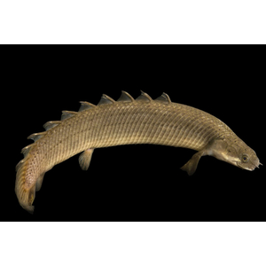 ПОЛИПТЕРУС 17-20см / МНОГОПЕР / Polypterus