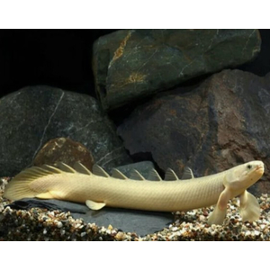 ПОЛИПТЕРУС 17-20см / МНОГОПЕР / Polypterus