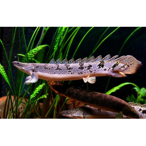 ПОЛИПТЕРУС 17-20см / МНОГОПЕР / Polypterus