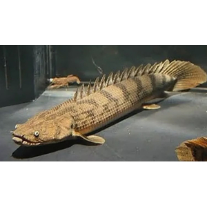 ПОЛИПТЕРУС 17-20см / МНОГОПЕР / Polypterus