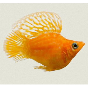 МОЛЛИ БАЛЛОН ЖЕЛТАЯ - Poecilia sphenops