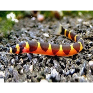 АКАНТОФТАЛЬМУС КЮЛЯ  - Acanthophtalmus
