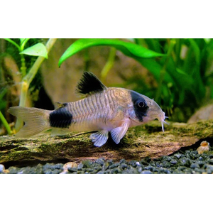 КОРИДОРАС ПАНДА - Corydoras panda
