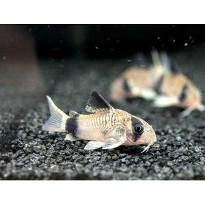 КОРИДОРАС ПАНДА - Corydoras panda