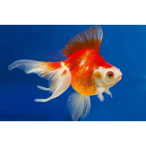 РИУКИН КРАСНО БЕЛЫЙ  - Сarassius auratus