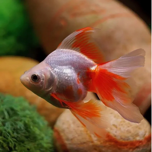 РИУКИН КРАСНО БЕЛЫЙ  - Сarassius auratus