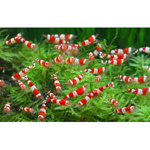 КРЕВЕТКА КРАСНЫЙ КРИСТАЛЛ - Caridina cantonensis sp. Red crystal