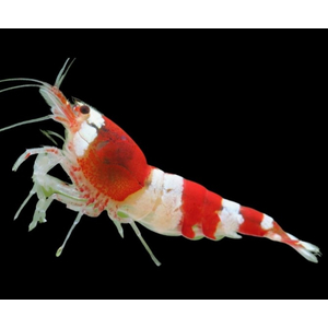 КРЕВЕТКА КРАСНЫЙ КРИСТАЛЛ - Caridina cantonensis sp. Red crystal