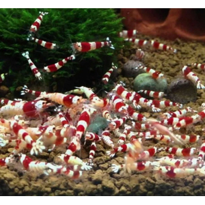 КРЕВЕТКА КРАСНЫЙ КРИСТАЛЛ - Caridina cantonensis sp. Red crystal