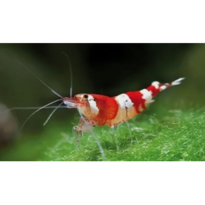 КРЕВЕТКА КРАСНЫЙ КРИСТАЛЛ - Caridina cantonensis sp. Red crystal