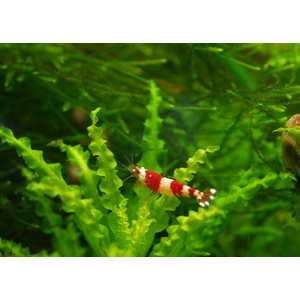 КРЕВЕТКА КРАСНЫЙ КРИСТАЛЛ - Caridina cantonensis sp. Red crystal
