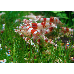 КРЕВЕТКА КРАСНЫЙ КРИСТАЛЛ - Caridina cantonensis sp. Red crystal