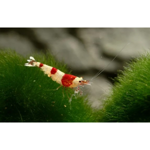 КРЕВЕТКА КРАСНЫЙ КРИСТАЛЛ - Caridina cantonensis sp. Red crystal