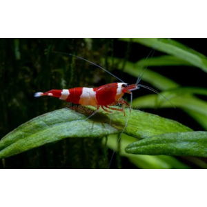 КРЕВЕТКА КРАСНЫЙ КРИСТАЛЛ - Caridina cantonensis sp. Red crystal