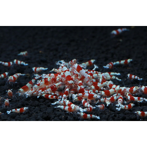 КРЕВЕТКА КРАСНЫЙ КРИСТАЛЛ - Caridina cantonensis sp. Red crystal