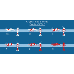 КРЕВЕТКА КРАСНЫЙ КРИСТАЛЛ - Caridina cantonensis sp. Red crystal