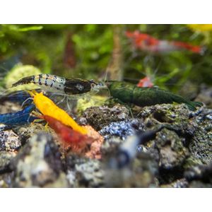 КРЕВЕТКА НЕОКАРИДИНА ЦВЕТНАЯ АССОРТИ - Neocaridina ass.
